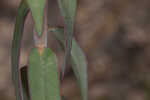 Greater Florida spurge